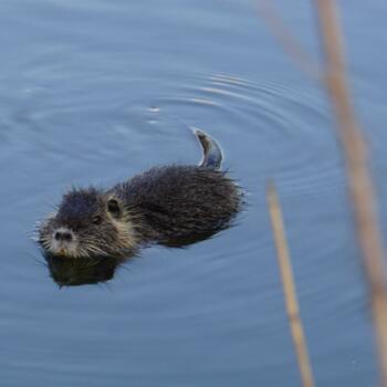 Nutria-marion-frenzen-601