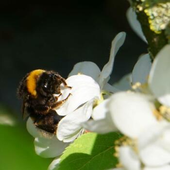 Hummel-marion-frenzen-509