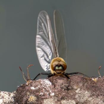 Libelle-marion-fenzen-506