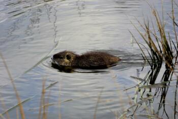 Nutria-marion-frenzen-603