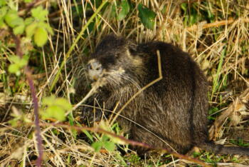 Nutria-marion-frenzen-604