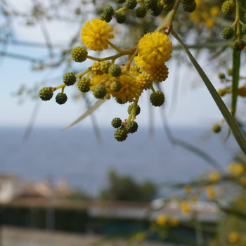 mimosen-marion-frenzen-86