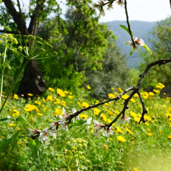 frühling-mallorca-marion-frenzen-89