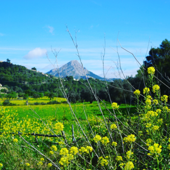 frühling-mallorca-marion-frenzen-93